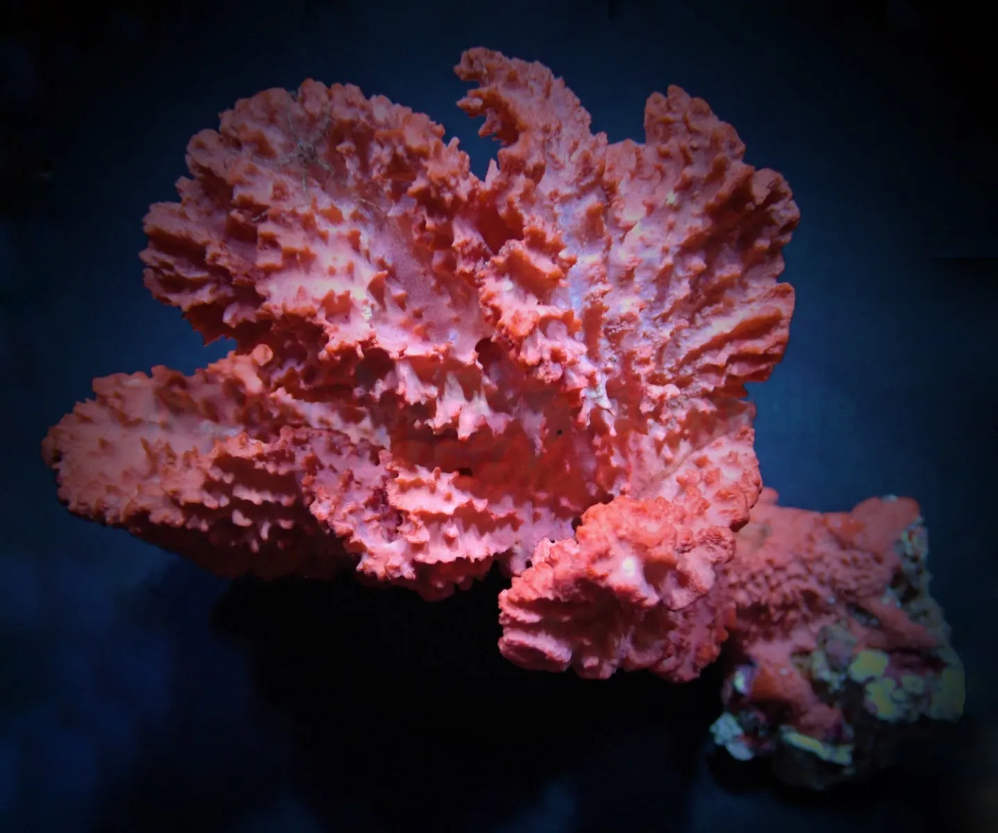 Haliclona spp. (Orange) | L