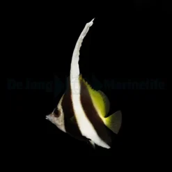 Heniochus Acuminatus | Size M