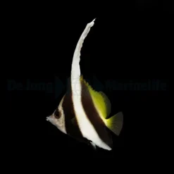 Heniochus acuminatus | S
