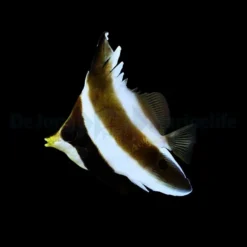 Heniochus chrysostomus | M