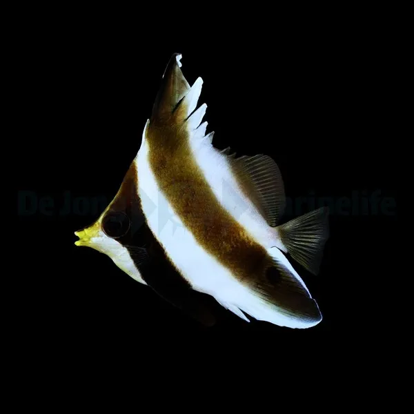 Heniochus chrysostomus | S