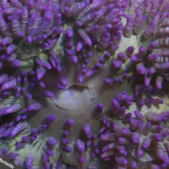 Heteractis aurora (Purple) | All sizes