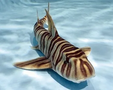 Heterodontus zebra | L