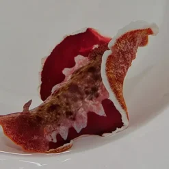 Hexabranchus sanguineus | All sizes