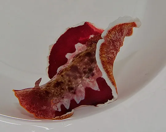 Hexabranchus sanguineus | All sizes