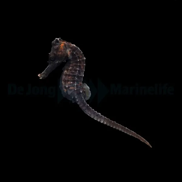 Hippocampus reidi - DJM Bred | All sizes