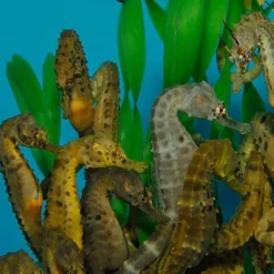 Hippocampus abdominalis (female) - T.B. (Temperate water) | S/M