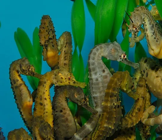 Hippocampus abdominalis (female) - T.B. (Temperate water) | S/M