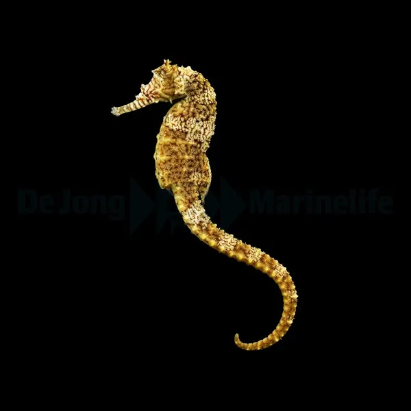 Hippocampus angustus | M