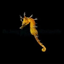 Hippocampus erectus (Yellow) - DJM Bred | All sizes