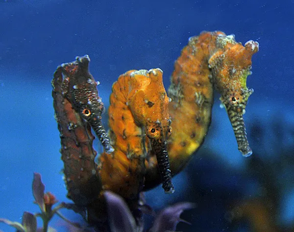 Hippocampus (SUB) elongatus (Temperate water) | L