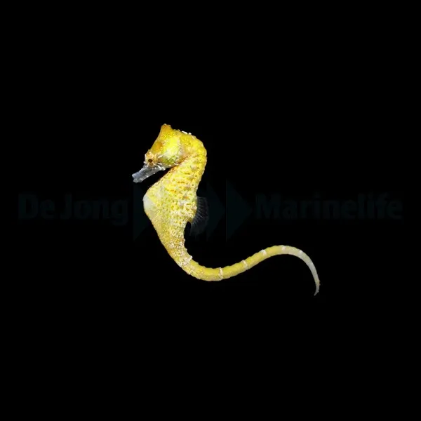 Hippocampus zosterae | All sizes