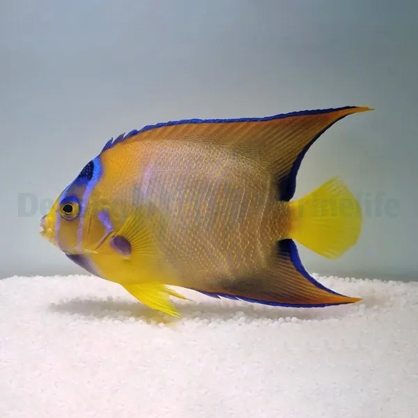 Holacanthus ciliaris | SHOW