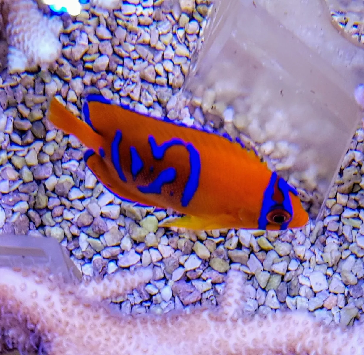 Holacanthus clarionensis - T.B. | S