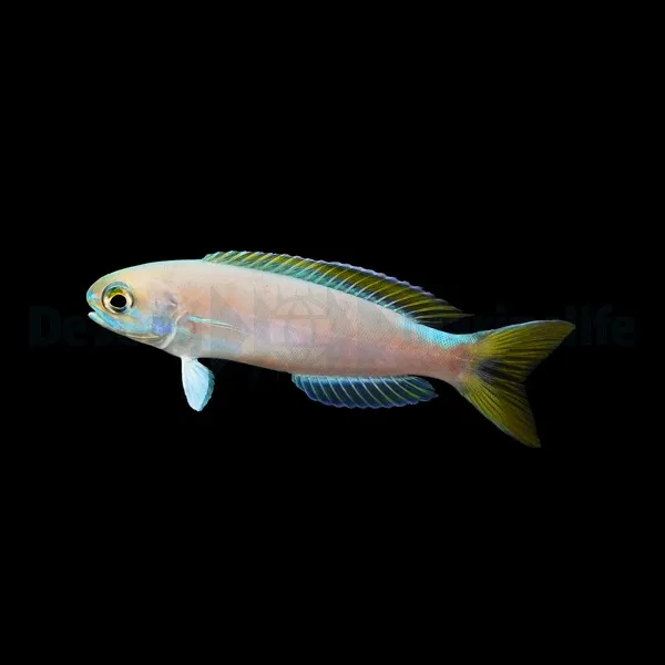 Hoplolatilus fronticinctus | All sizes
