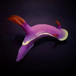 Hypselodoris apolegma | All sizes