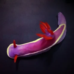 Hypselodoris bullockii | All sizes