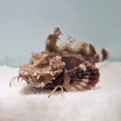 Inimicus didactylus | L