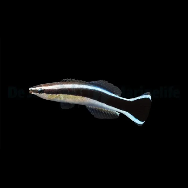 Labroides dimidiatus - T.B. | All sizes