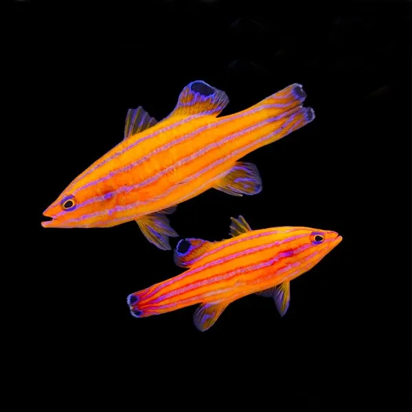 Liopropoma carmabi (Pair) | All sizes