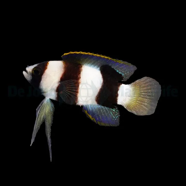 Lipogramma levinsoni | All sizes