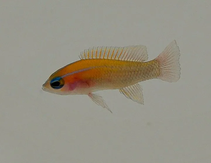 Lipogramma trilineatum | All sizes