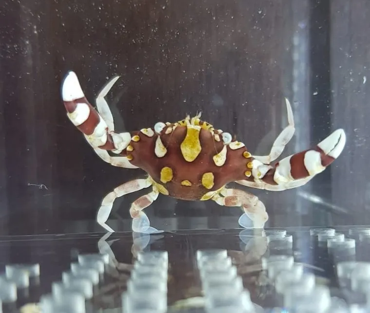 Lissocarcinus laevis | All sizes