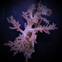 Lithophyton spp. | M