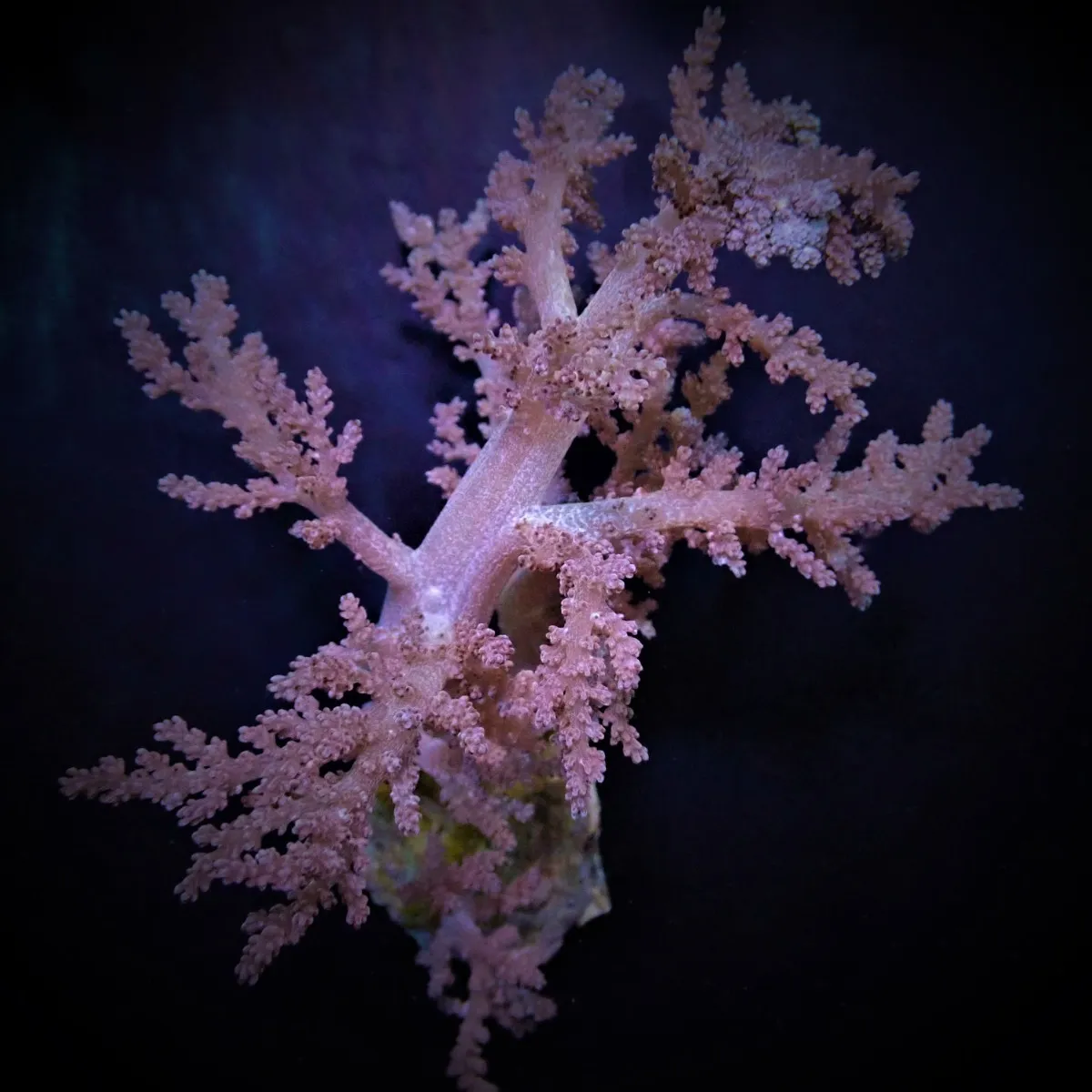 Lithophyton spp. | M