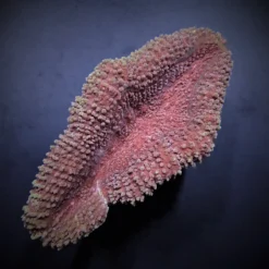 Lobophyllia spp. (Common) | M