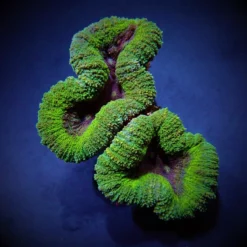 Lobophyllia spp. (Green) (Premium) | M