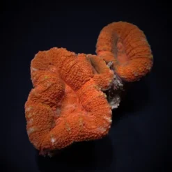 Lobophyllia spp. (Orange-Red) | XL