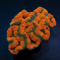 Lobophyllia spp. (Orange-Red) (Premium) | XXXL