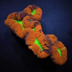 Lobophyllia spp. (Splitcolor) (Premium) | XXXXL
