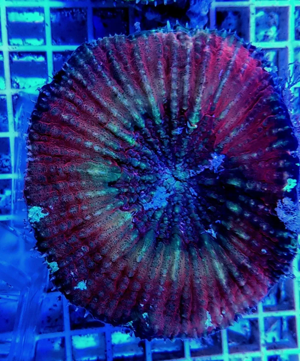 Lobophyllia vitiensis (Assorted Colors) | S