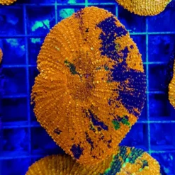 Lobophyllia vitiensis (Orange) | L