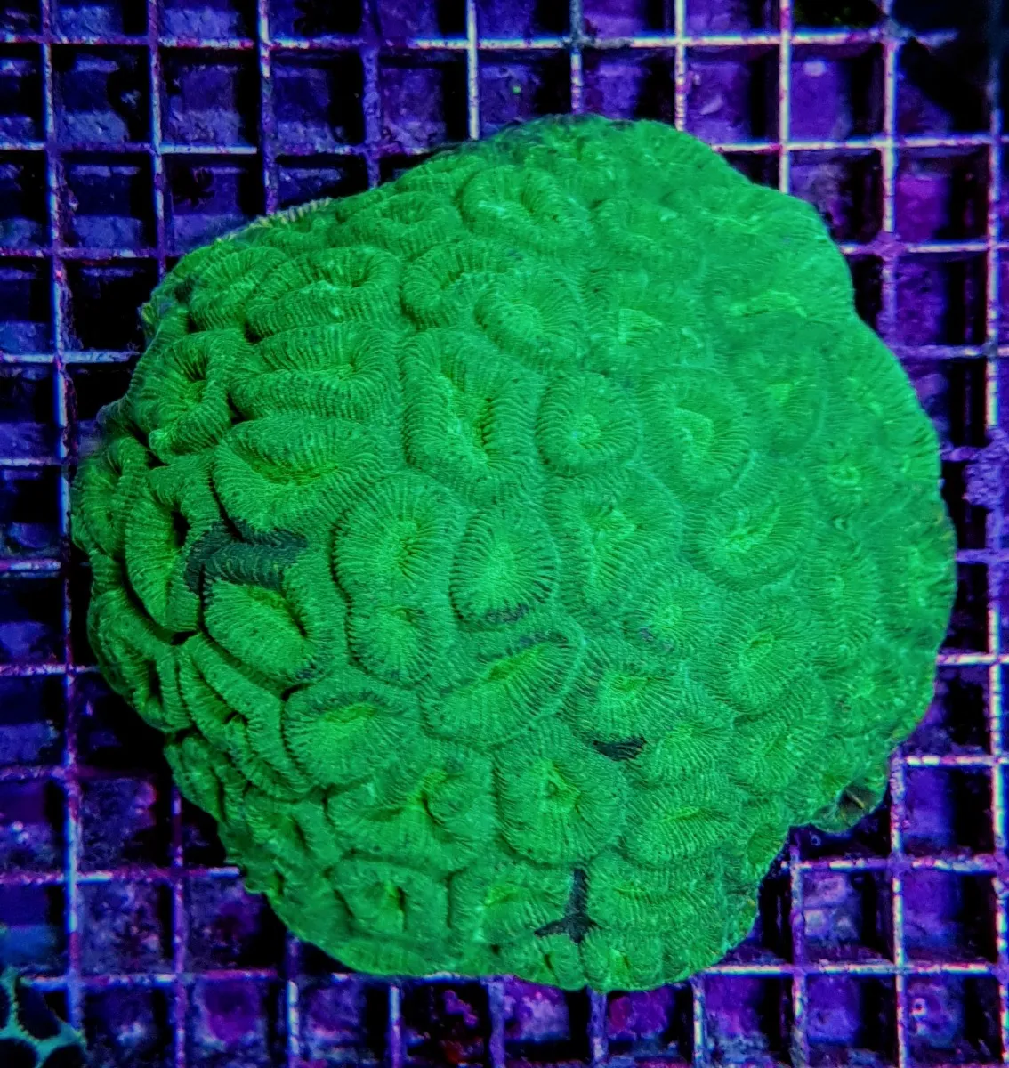 Barabattoia amicorum | L