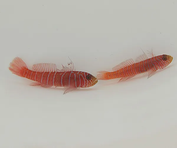 Lythrypnus zebra (Temperate water) | All sizes