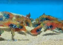Macropharyngodon bipartitus (female) | All sizes