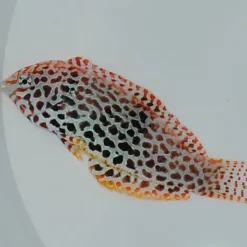 Macropharyngodon meleagris (female) | All sizes