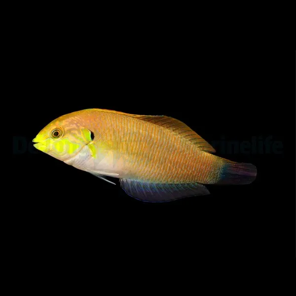 Macropharyngodon moyeri | All sizes