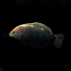 Macropharyngodon negrosensis | All sizes