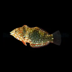 Macropharyngodon ornatus | All sizes
