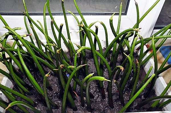 Rhizophora mangle (Plant) | All sizes