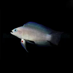 Manonichthys alleni | All sizes