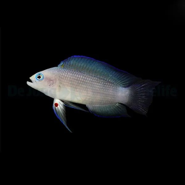 Manonichthys alleni | All sizes