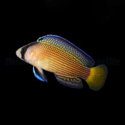 Manonichthys splendens | All sizes
