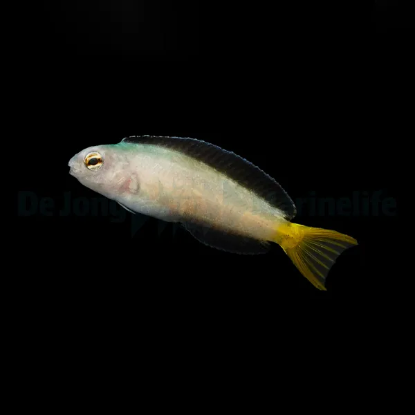 Meiacanthus mossambicus - DJM Bred | All sizes