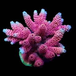 Acropora millepora (Red-Pink) | S