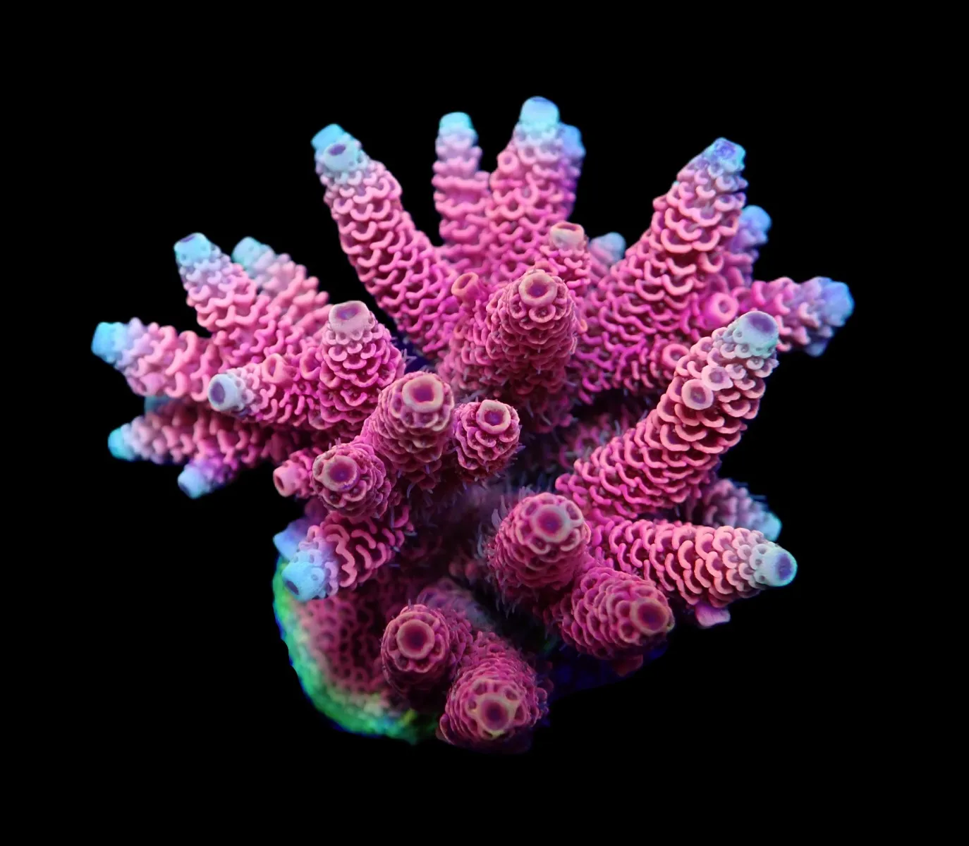Acropora millepora (Red-Pink) | L